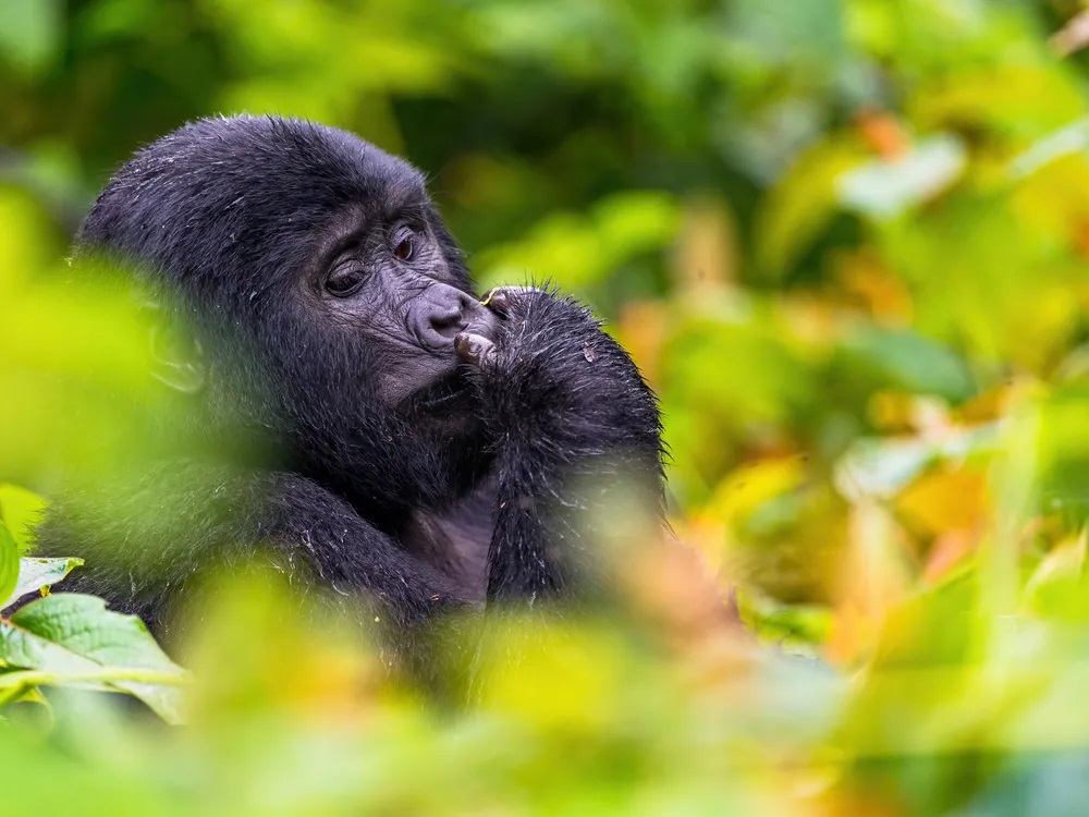 Gorilla Trekking Safari
