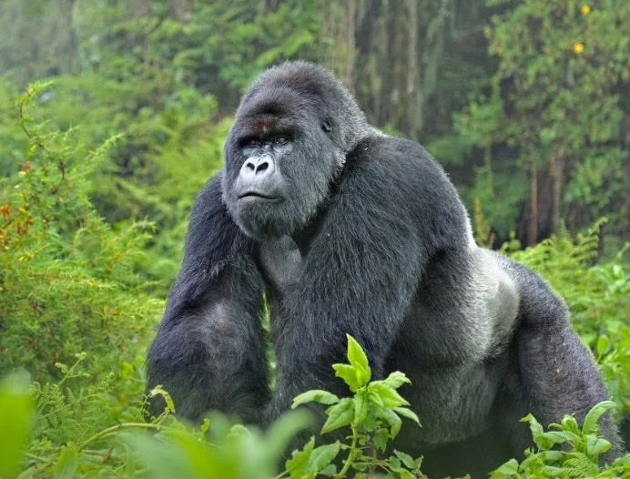 Explore the Wonders of Bwindi Impenetrable National Park Gorilla Trekking: A Traveler’s Guide