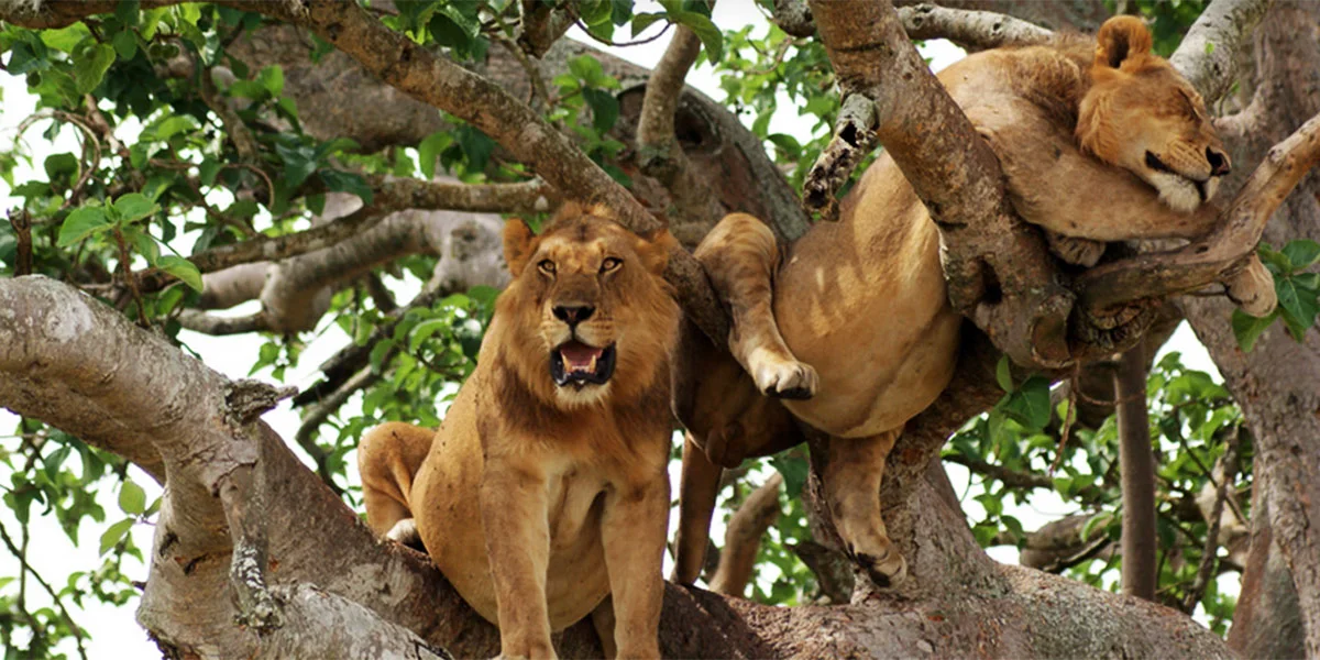 BEST ACTIVITIES IN QUEEN ELIZABETH NATIONAL PARK
