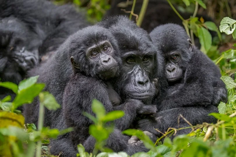 What you did not know about Mountain Gorillas and You Need to See Africa's Mountain Gorillas in Uganda
