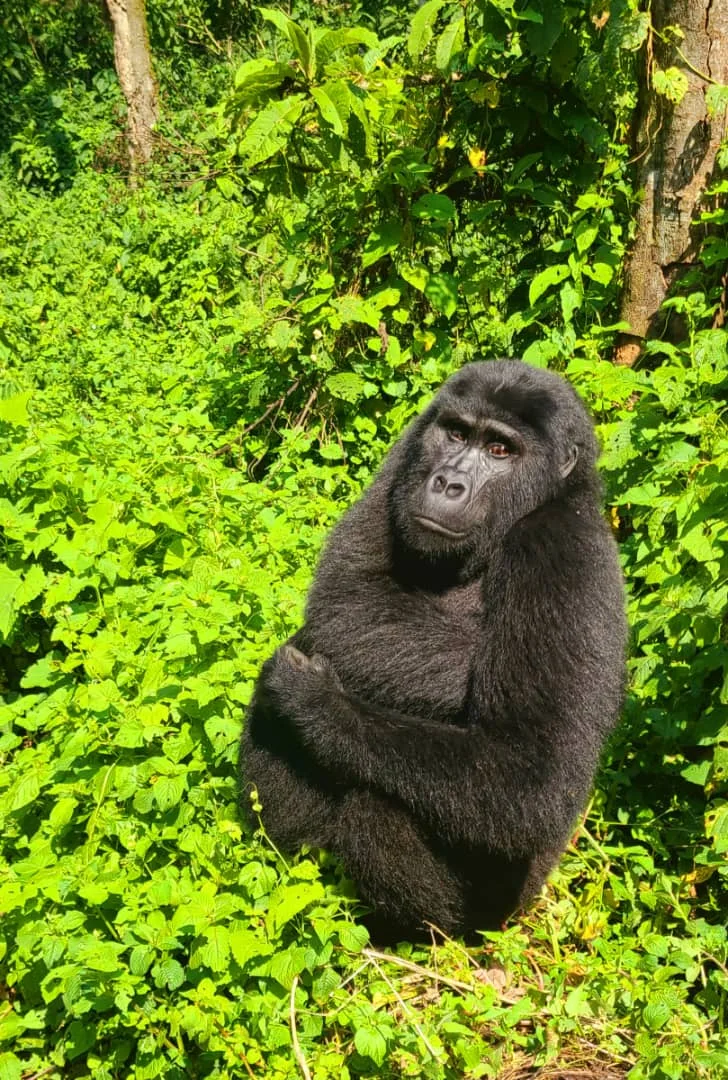 Gorilla Trekking in Uganda