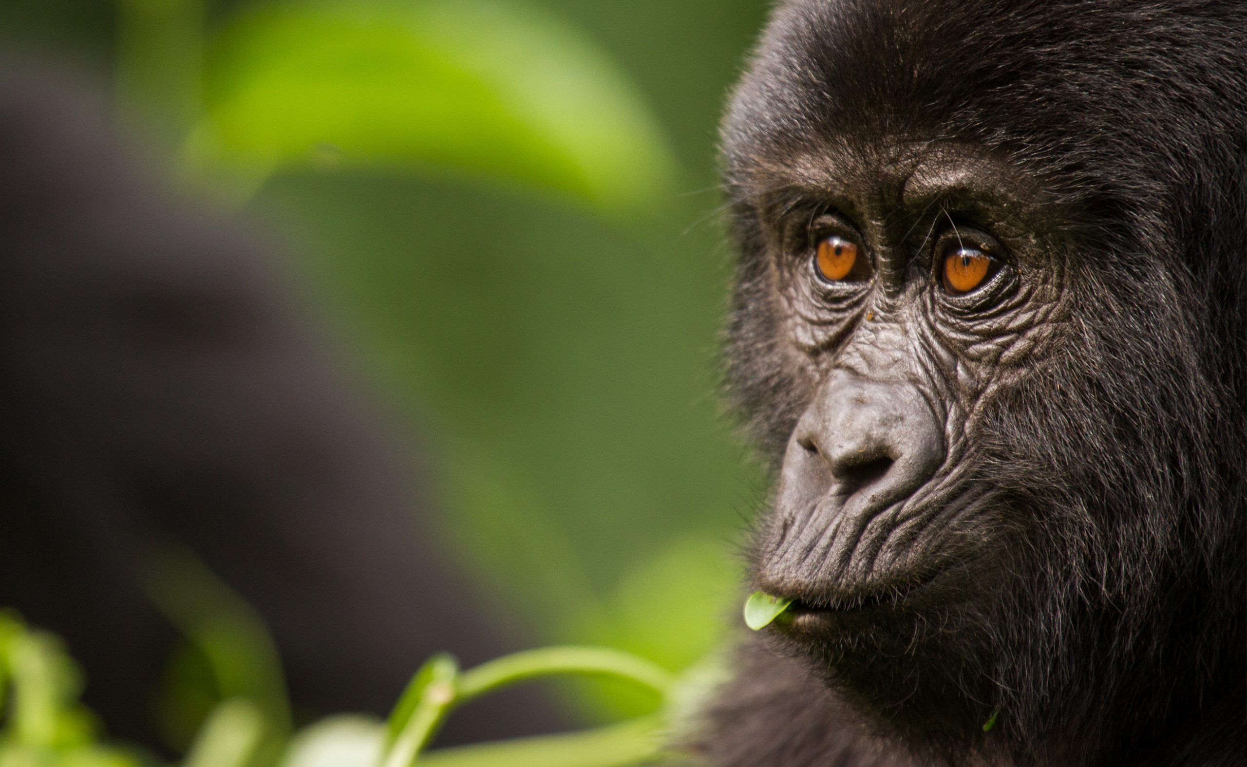 9 Day Experience Chimpanzee, Gorilla And Big Five.