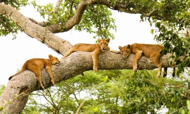 4-Days Tree Climbing Lions At Queen Elizabeth National Park 4-Days Tree Climbing Lions At Queen Elizabeth National Park