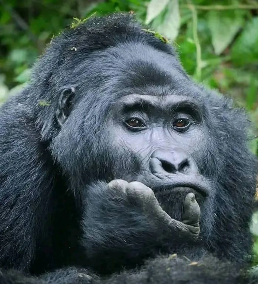 5-Days Gorilla Trekking & Safari Holiday in Uganda 5-Days Gorilla Trekking & Safari Holiday in Uganda