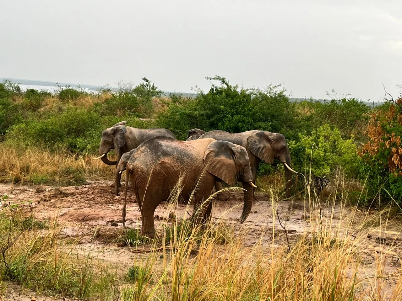 7 Day Primate, Wildlife & Bird Safari In Uganda.