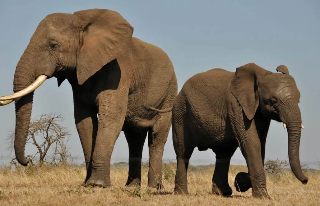 3-Day Queen Elizabeth National Park Group Tour (5–10 People)