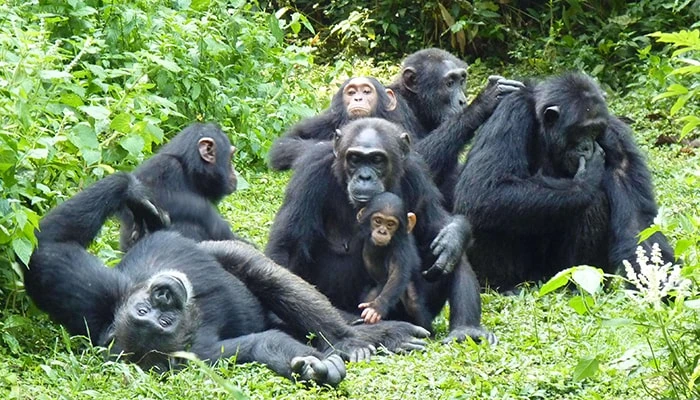 6-Days Uganda Safari 6-Days Uganda Safari