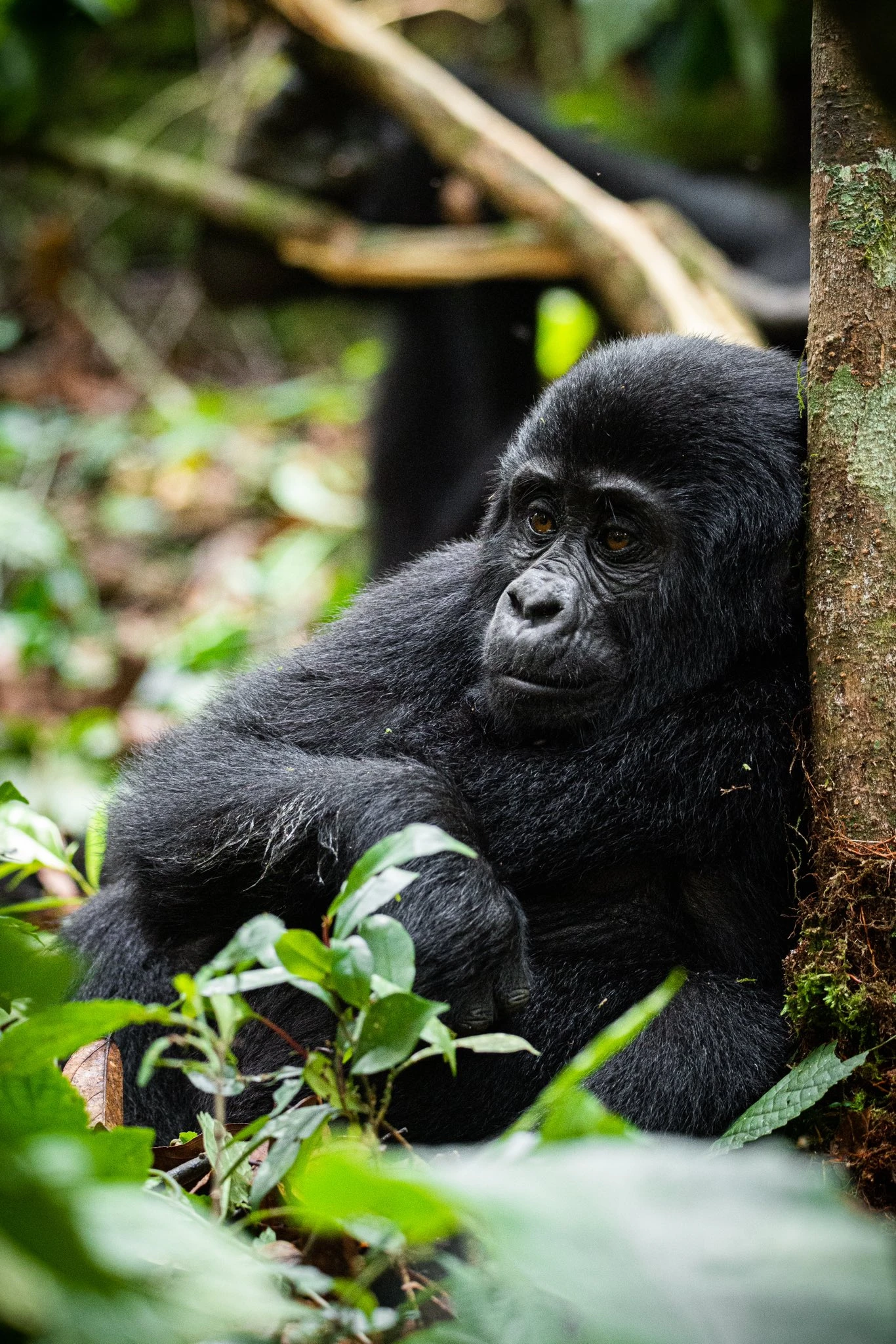 15-Day Uganda Safari and Primate Tour 15-Day Uganda Safari and Primate Tour