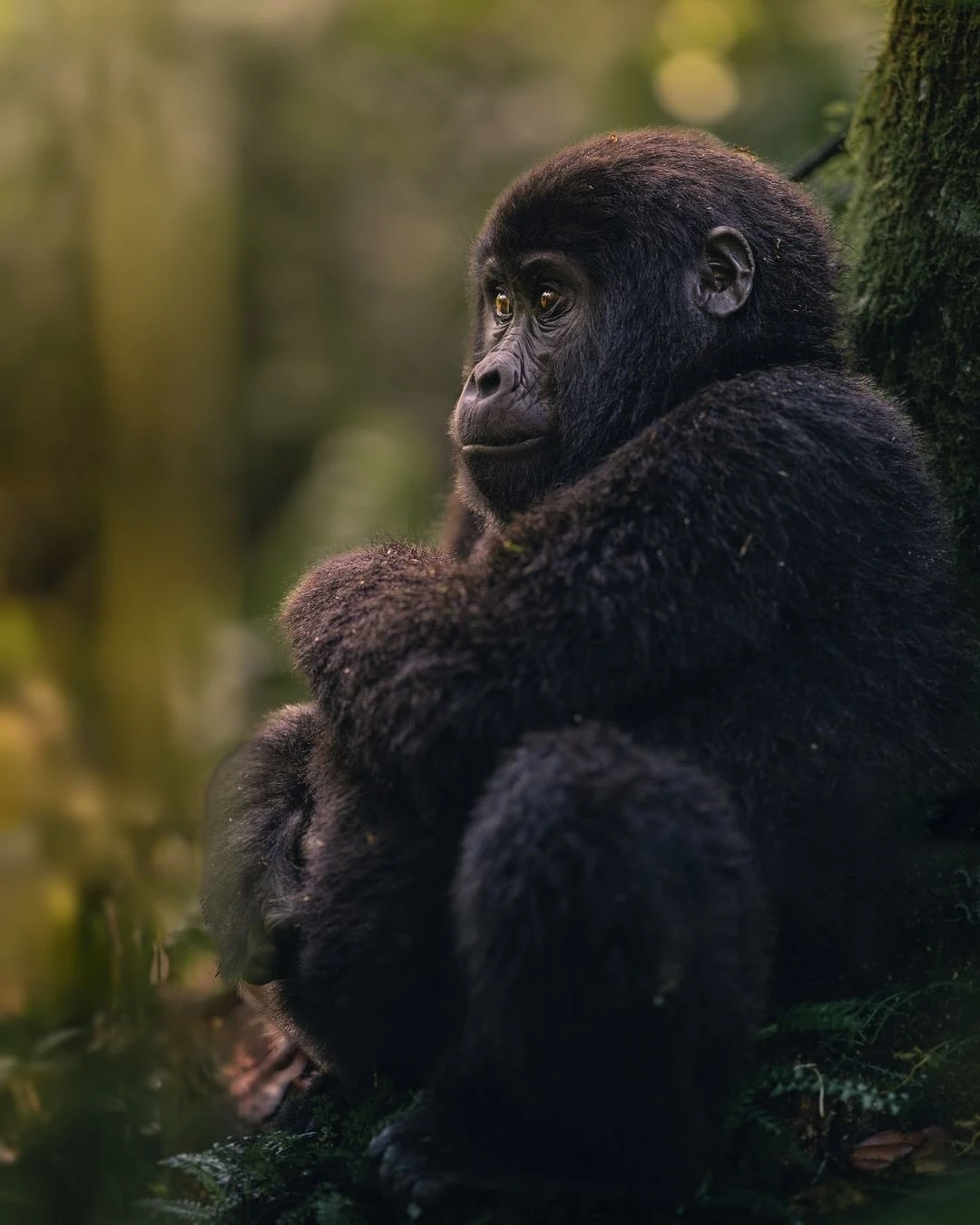 9 Day Experience Chimpanzee, Gorilla And Big Five.