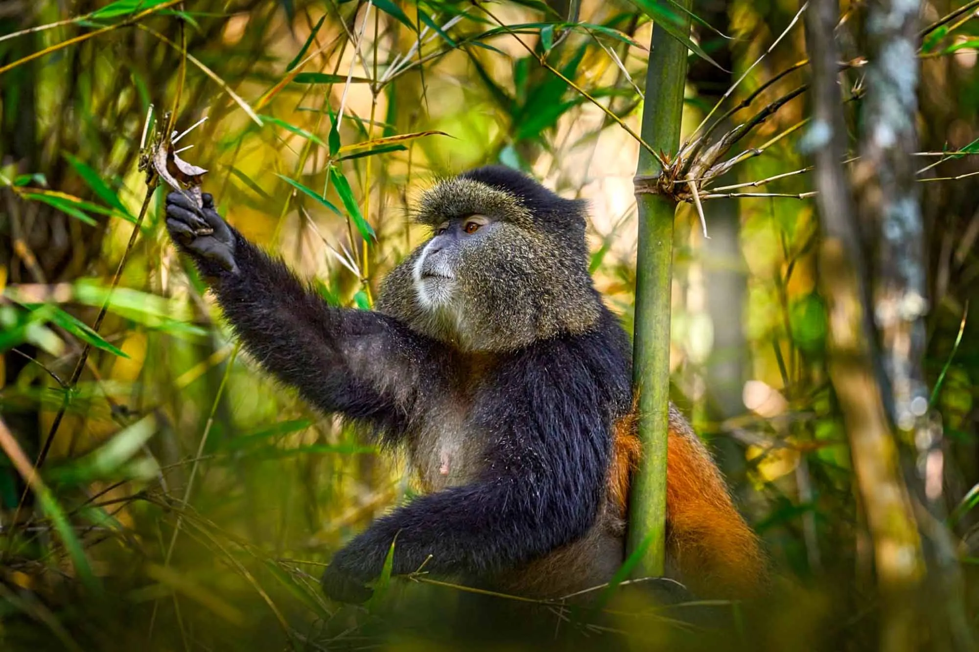 Rwanda
