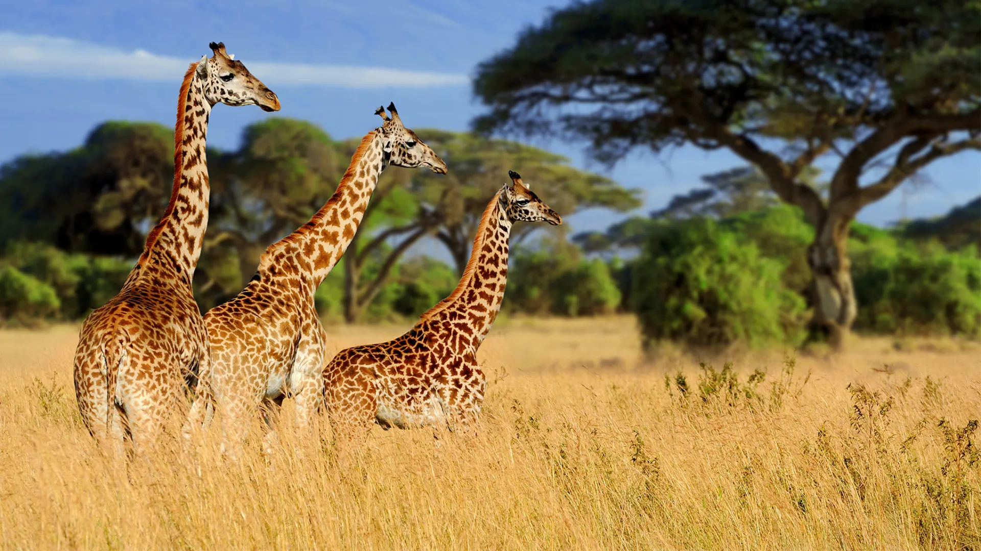 Kenya