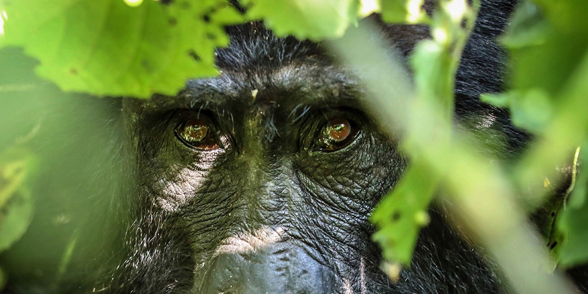 Ossicones Safaris