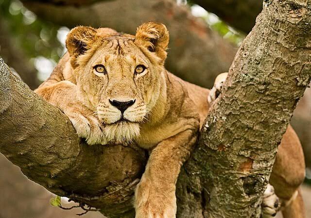 Ossicones Safaris