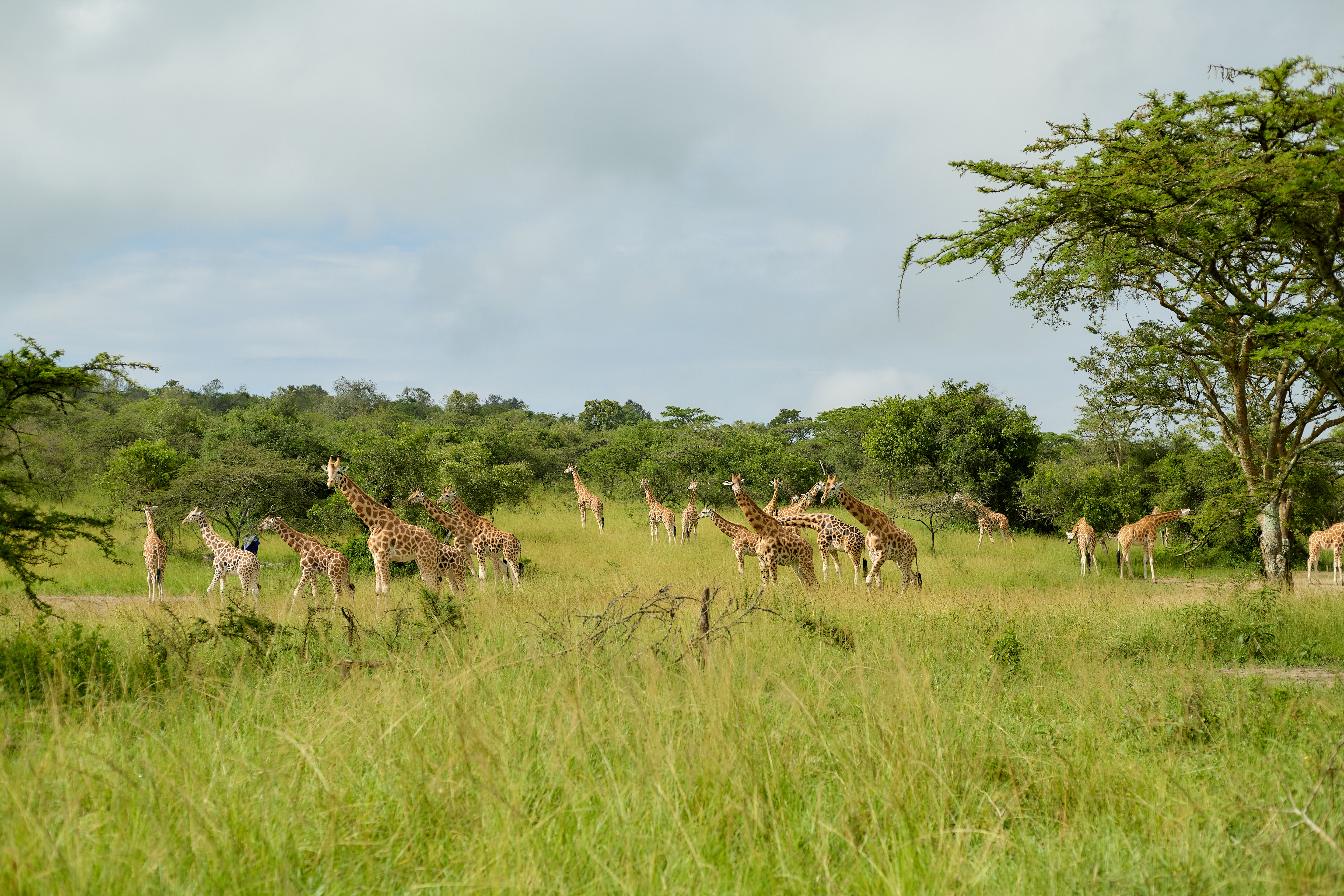 Ossicones Safaris