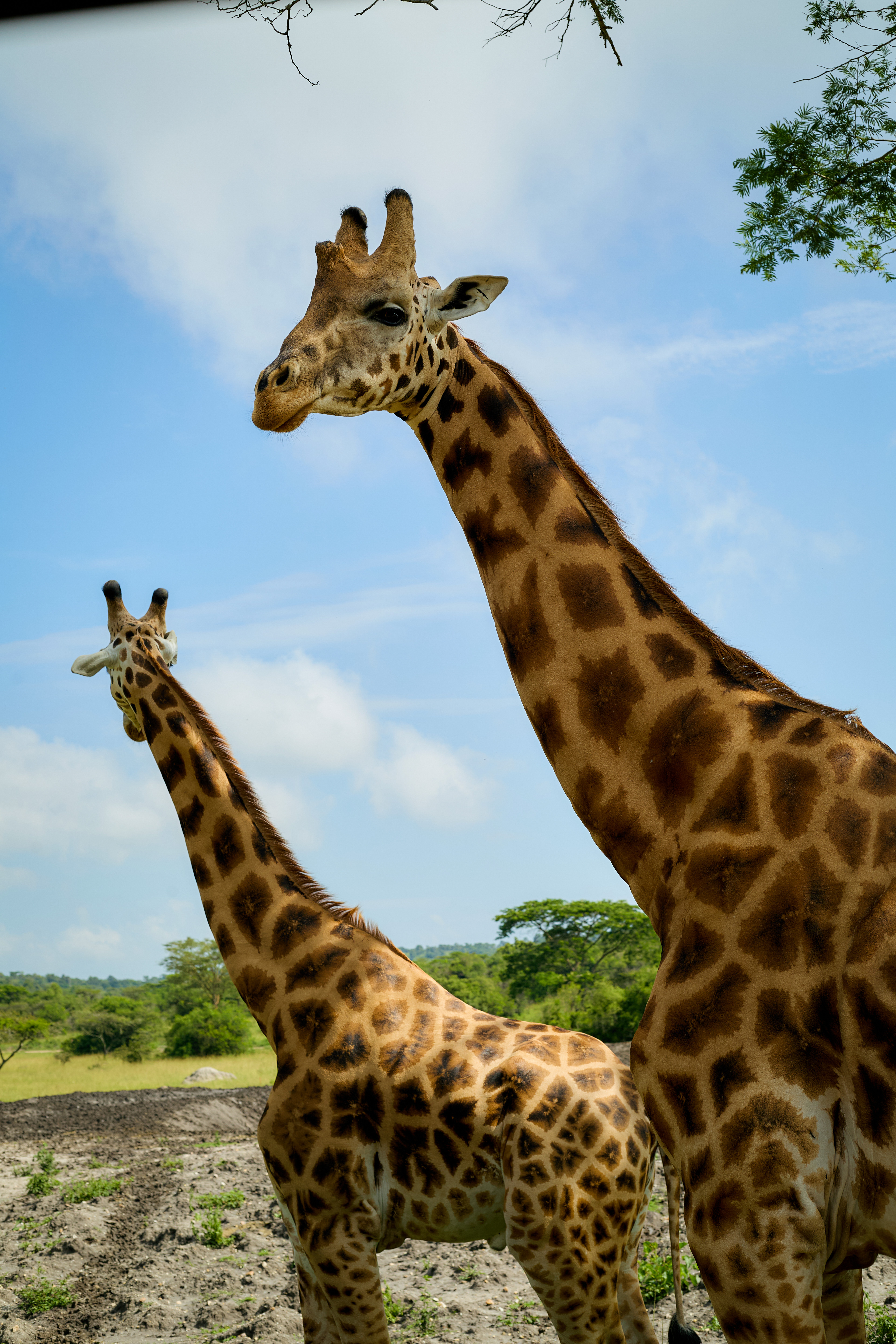 Ossicones Safaris