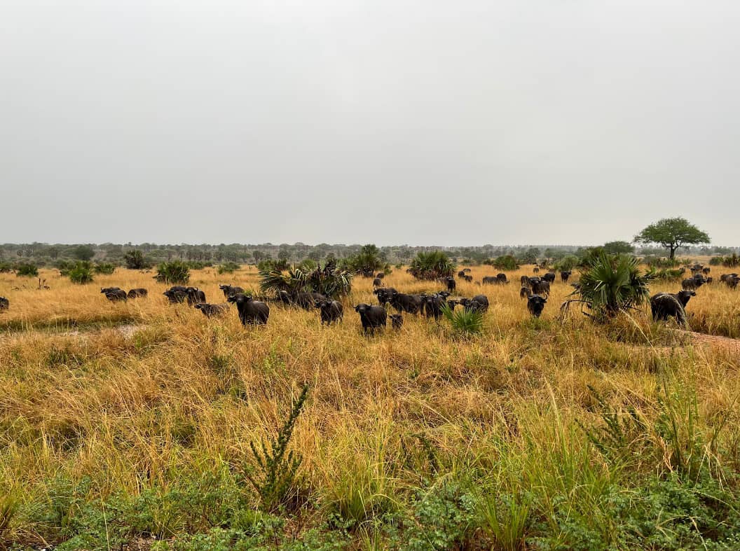 Ossicones Safaris