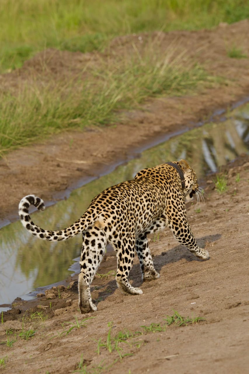 Ossicones Safaris