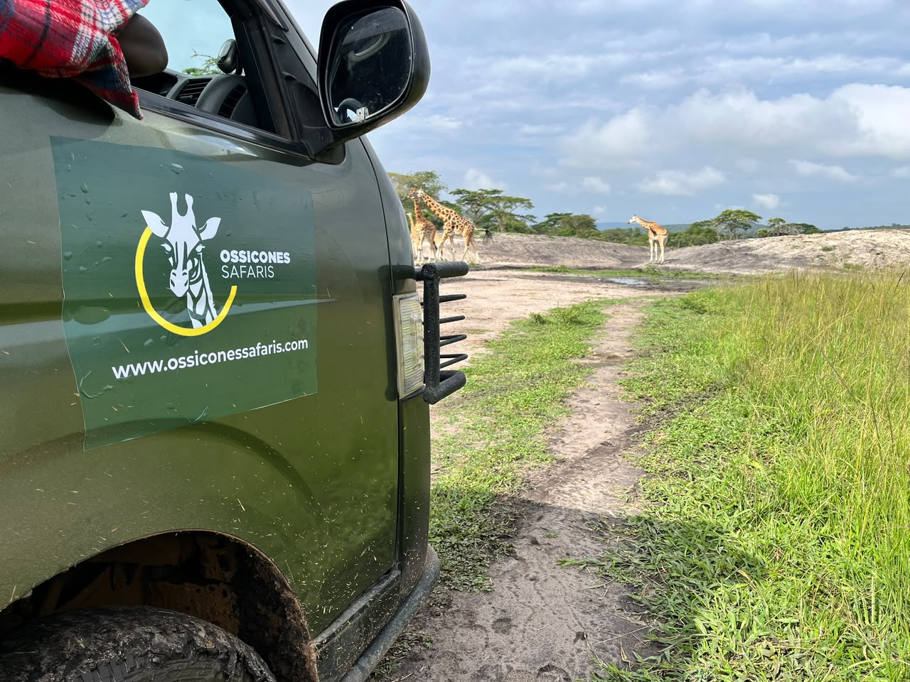 Ossicones Safaris